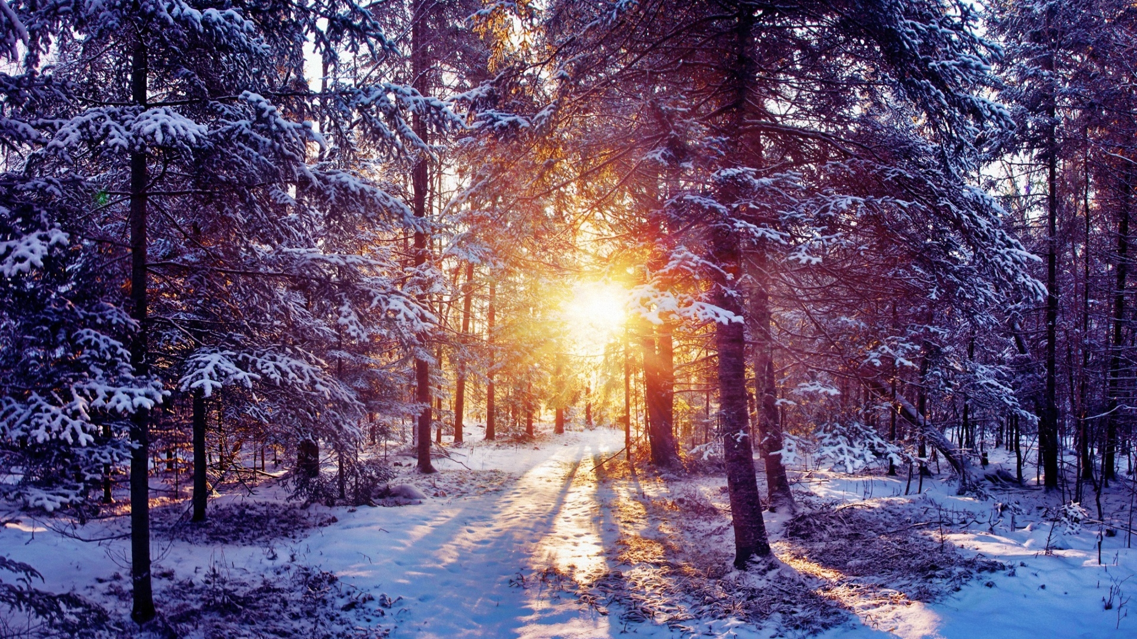 🔥 Download Wallpaper Sun Light Trees Forest Bush Snow 4k by @jackb | 4K