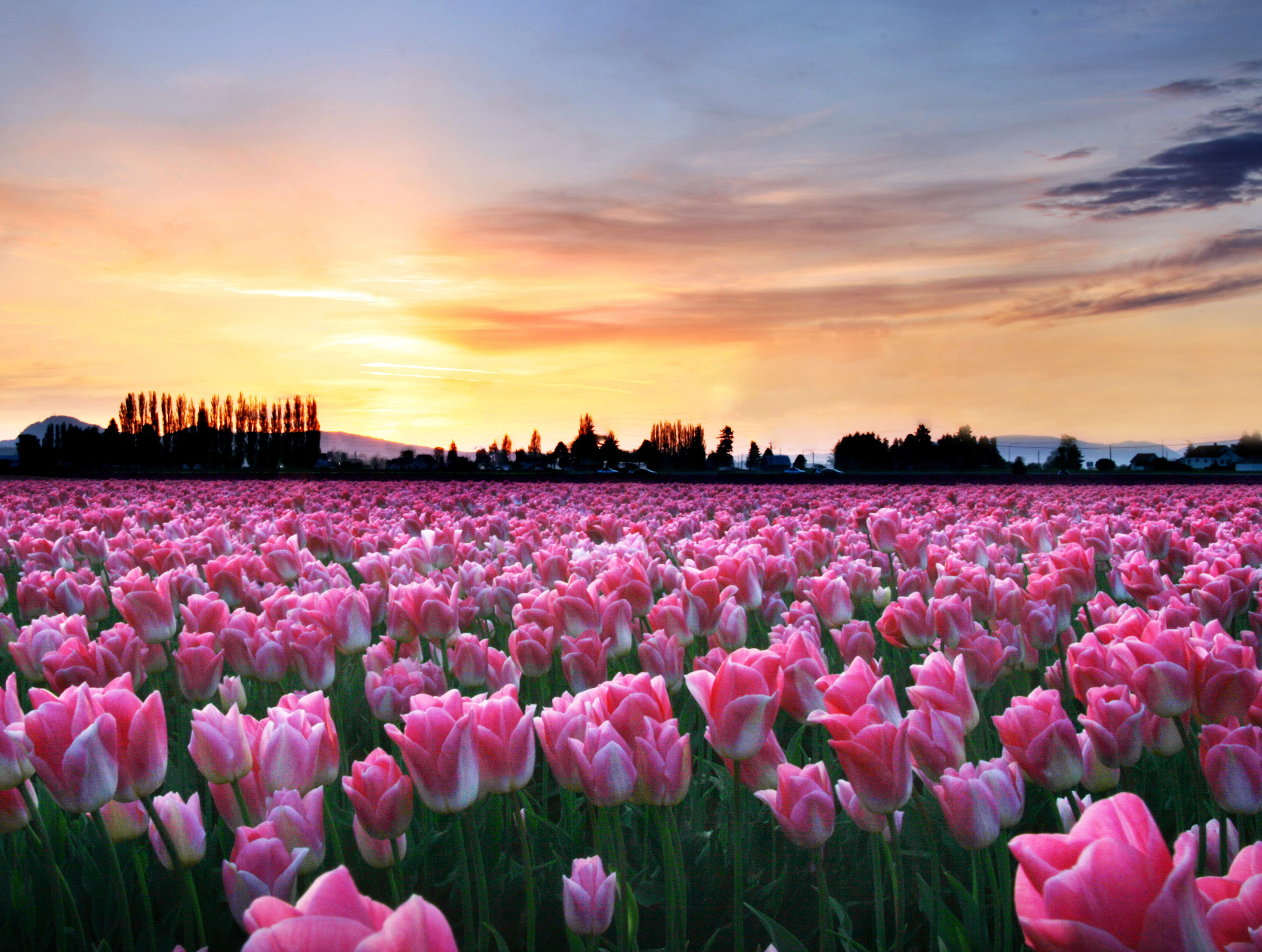 Skagit Valley Tulip Festival Andy Porter Image