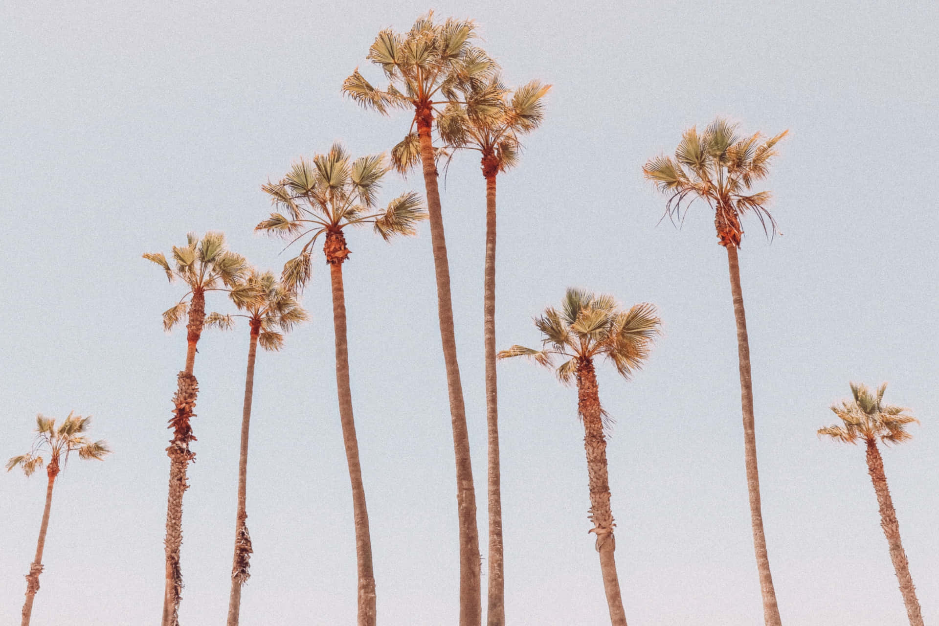 Palm Tree Desktop Wallpaper