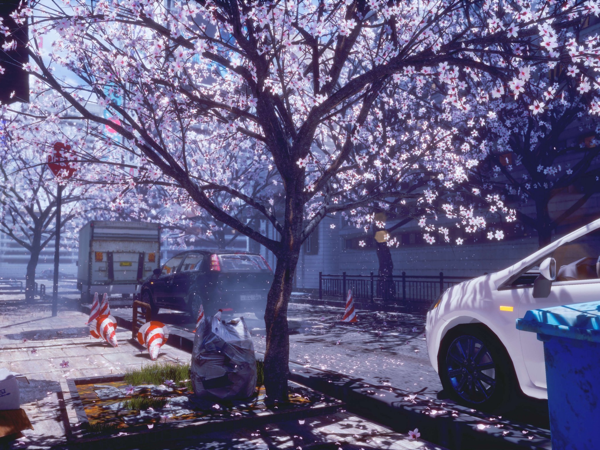 Anime City Spring Cherry Blossom Wallpaper