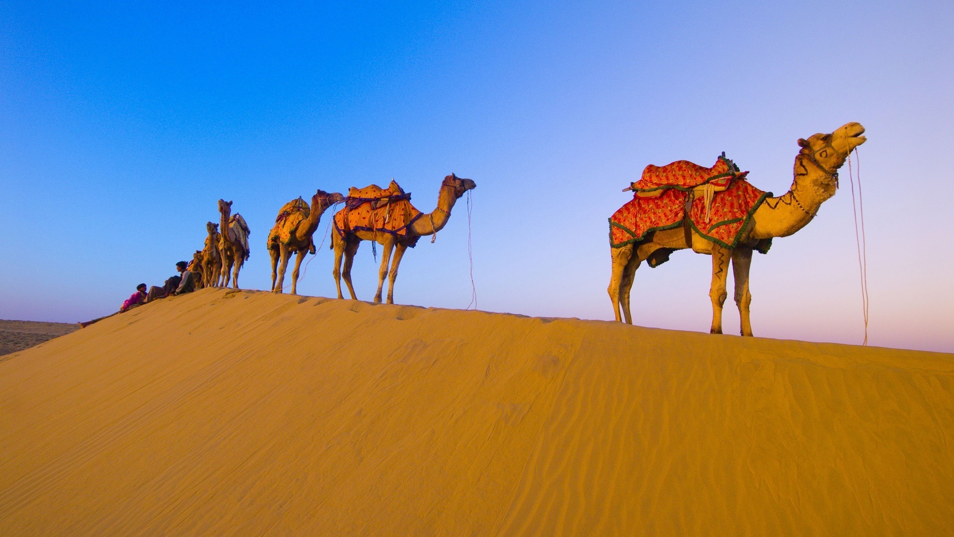 Camel Wallpaper HD Pictures One Background