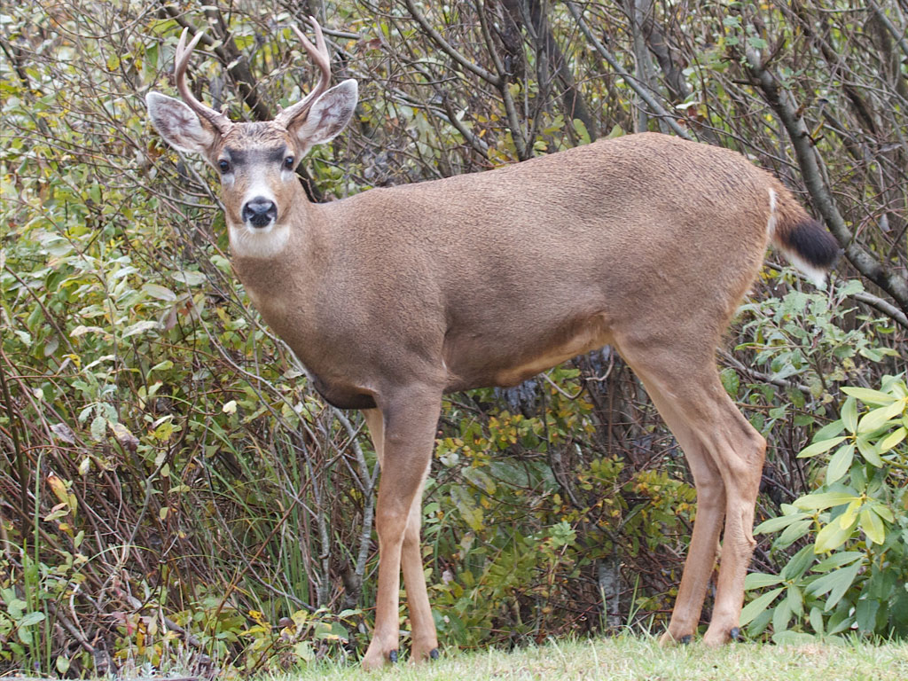 Black Tailed Deer Willapa U S Fish And Wildlife Service