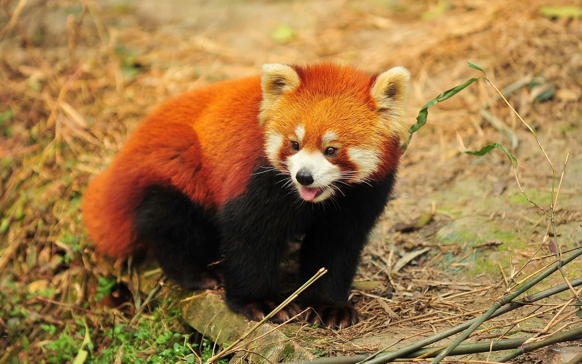 Cute Red Wallpaper
