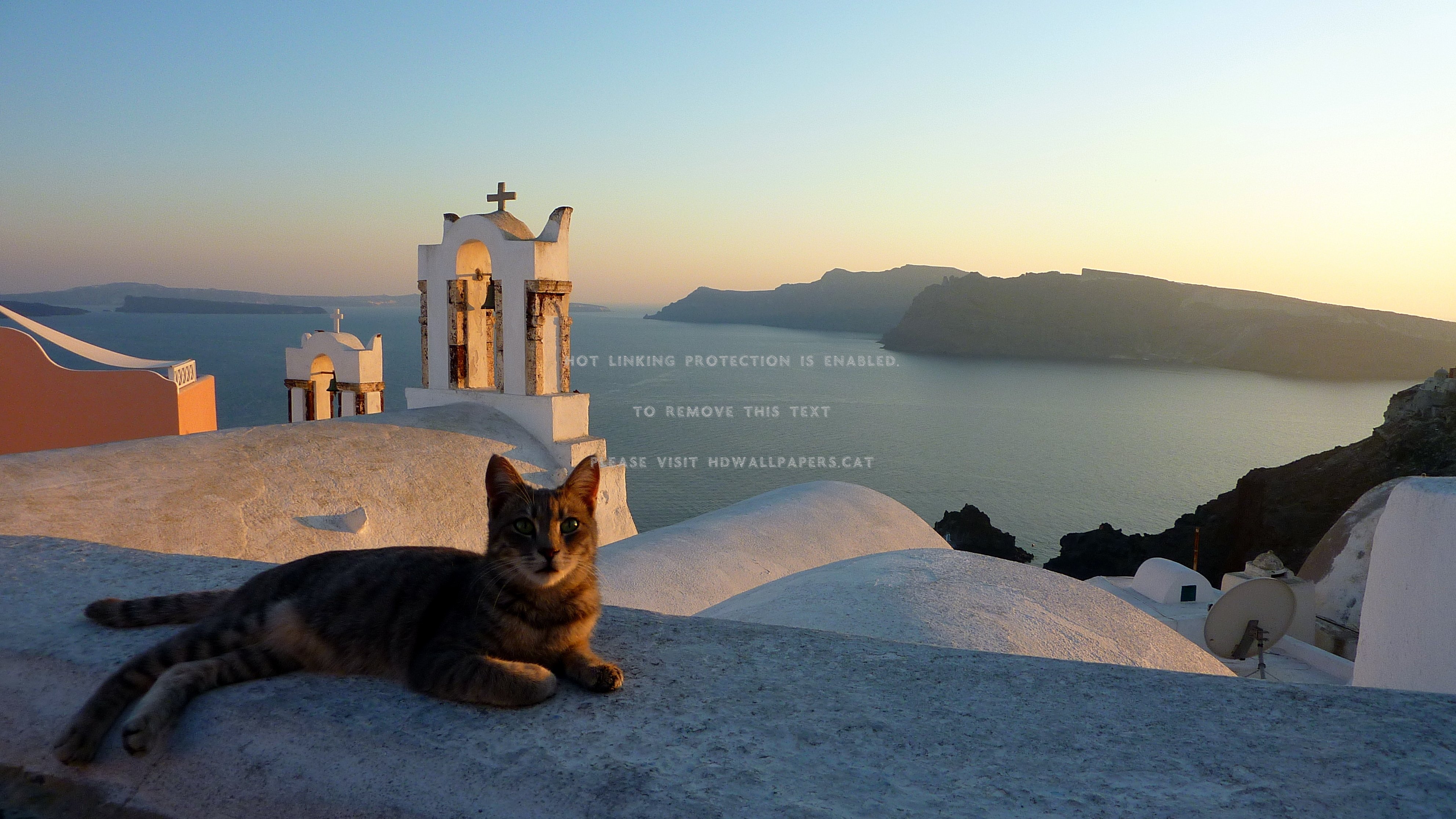 relaxing the shade greece santorini cat