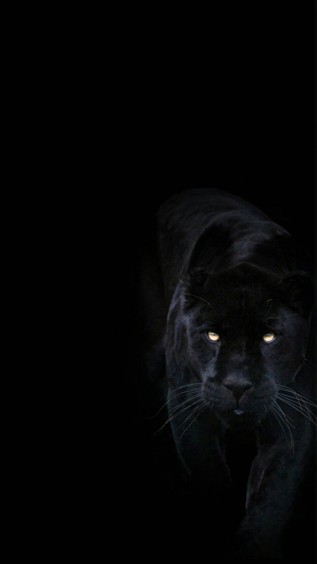 iPhone Wallpaper Black Felidae Darkness Whiskers Cat