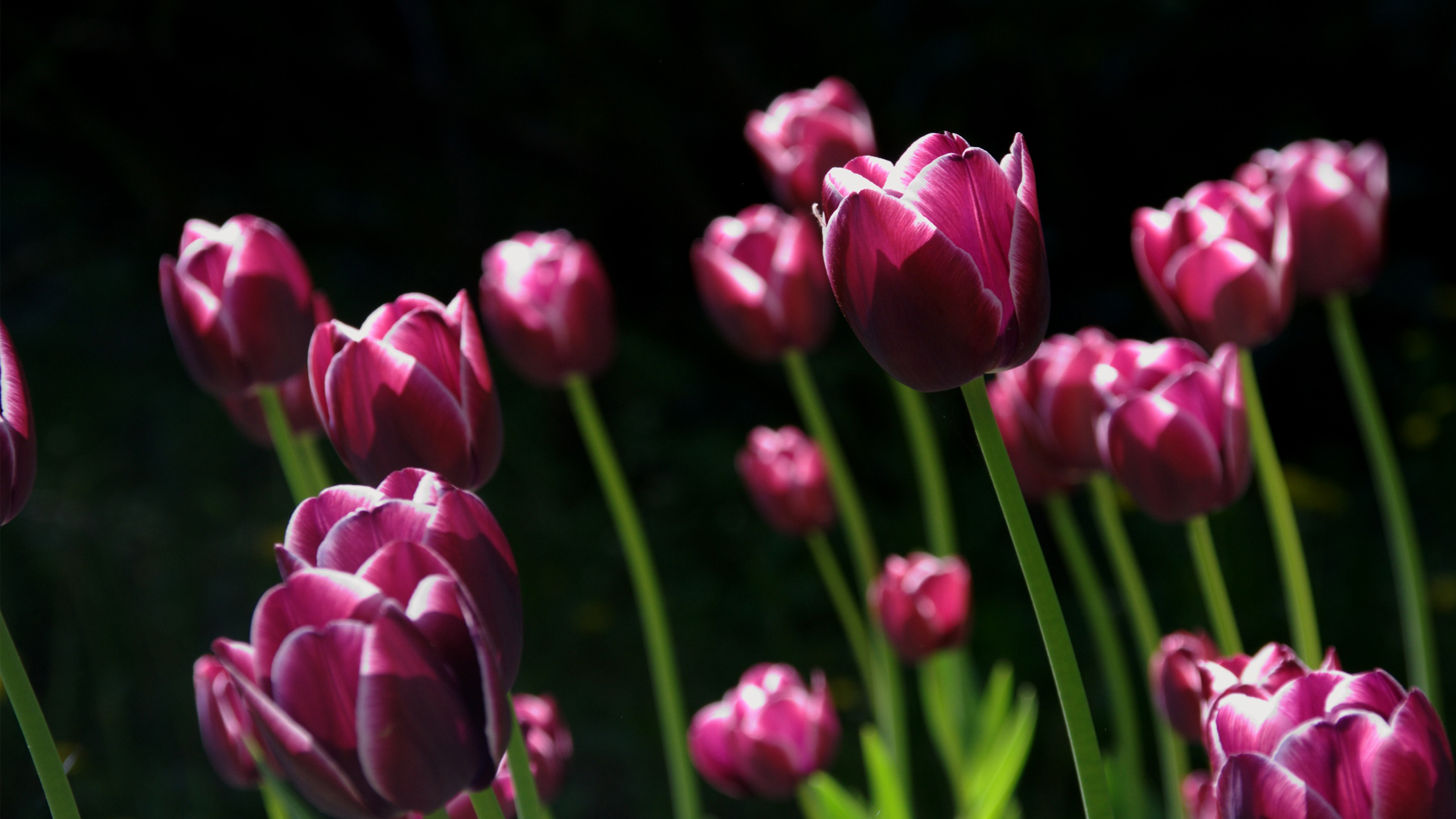 Spring Pink Tulips Wallpaper HD