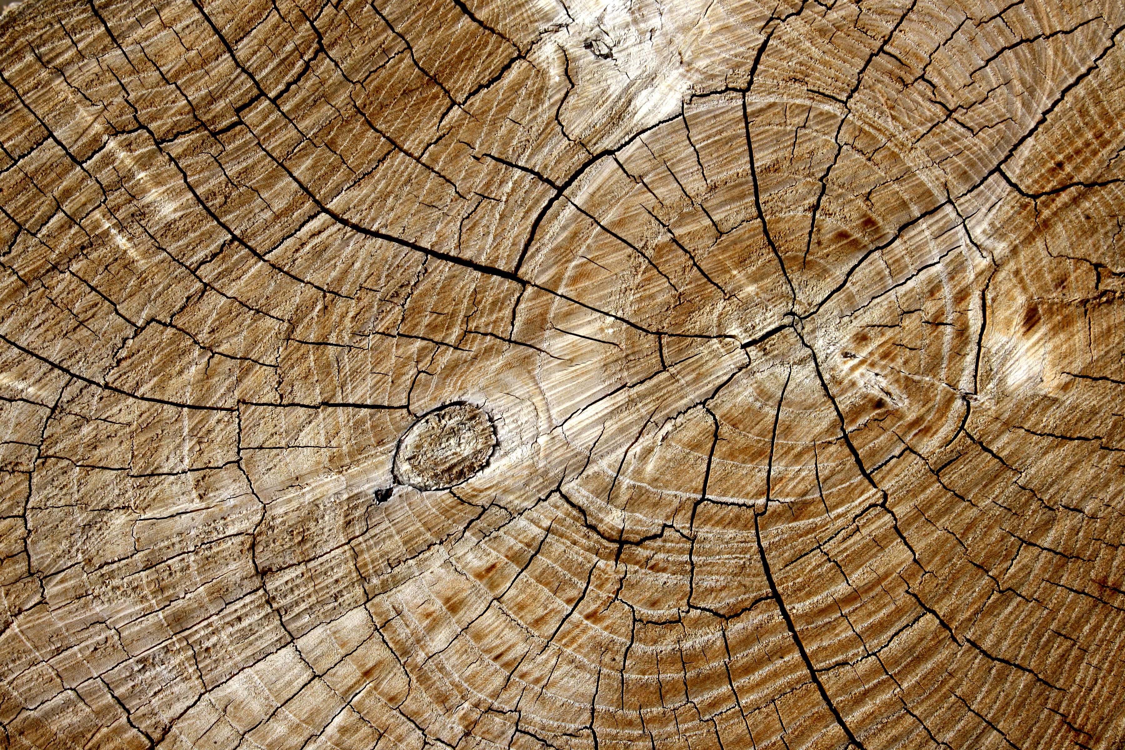 Cut End Of Log With Tree Rings Texture High Resolution Photo