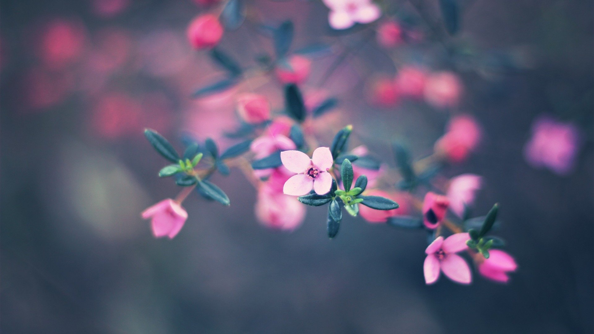 Flowers Nature Wallpaper