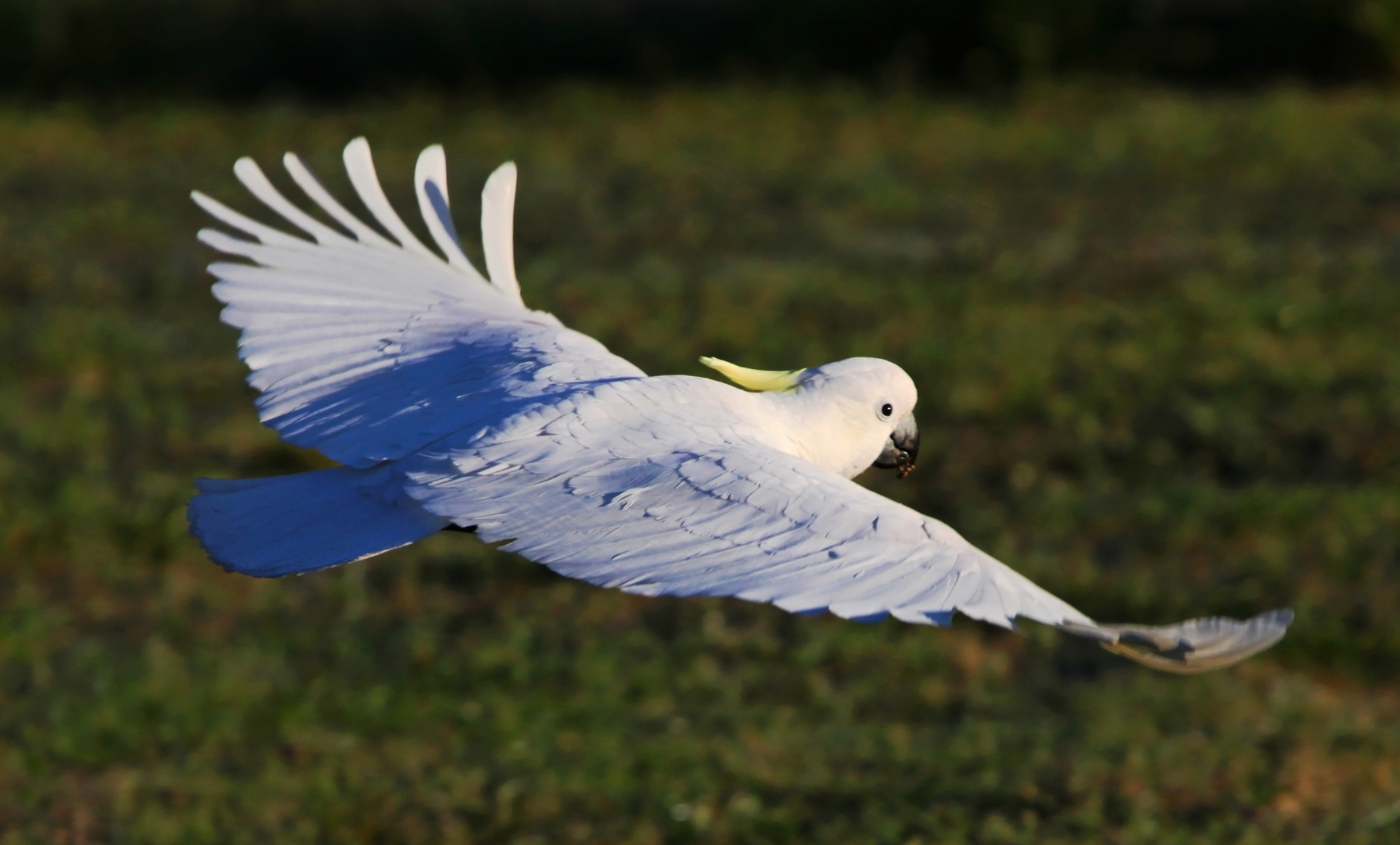 Sulphur Crested Cockatoo HD Wallpaper Background Image