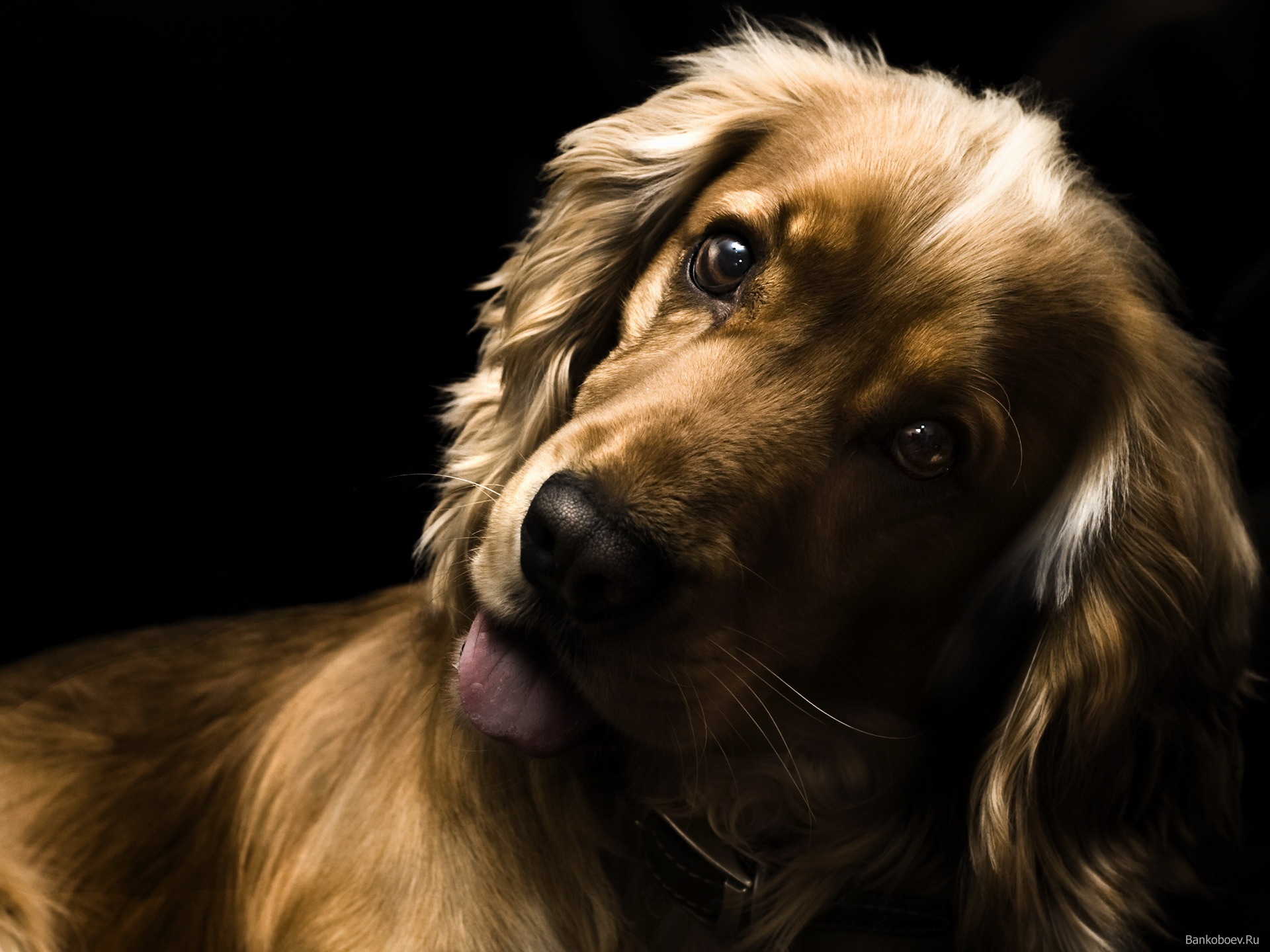 Cocker Spaniel Wallpaper High Resolution And Quality