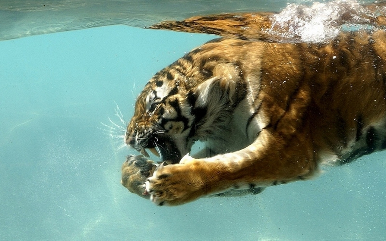 Tigers Tiger