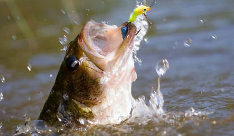 Bass Fishing Tips Tips on How to Catch Big Largemouth Bass How To