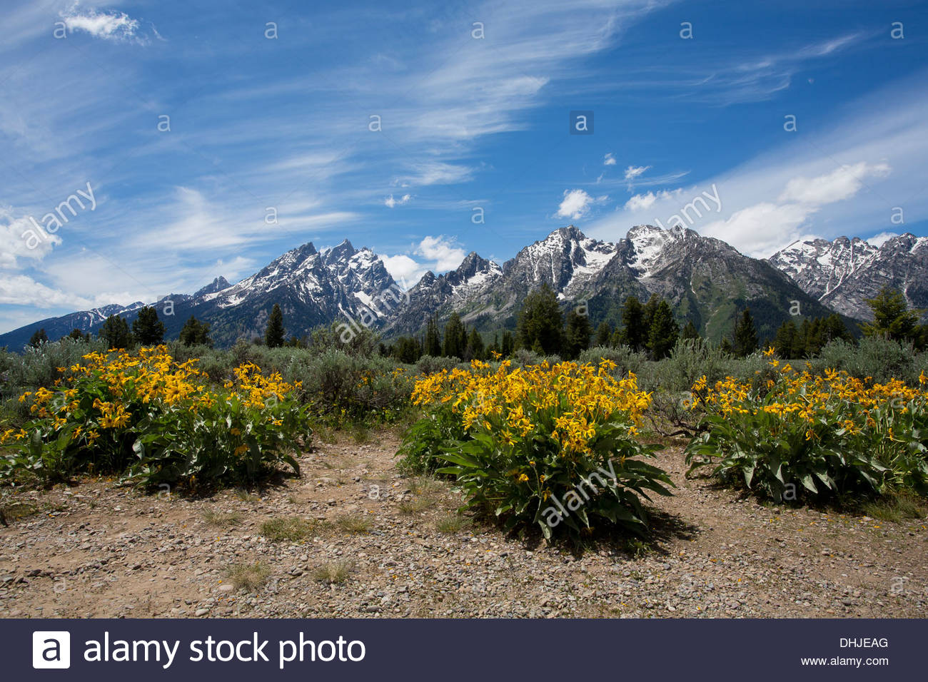 Flowers With The Grand Tetons In Background Stock Photo