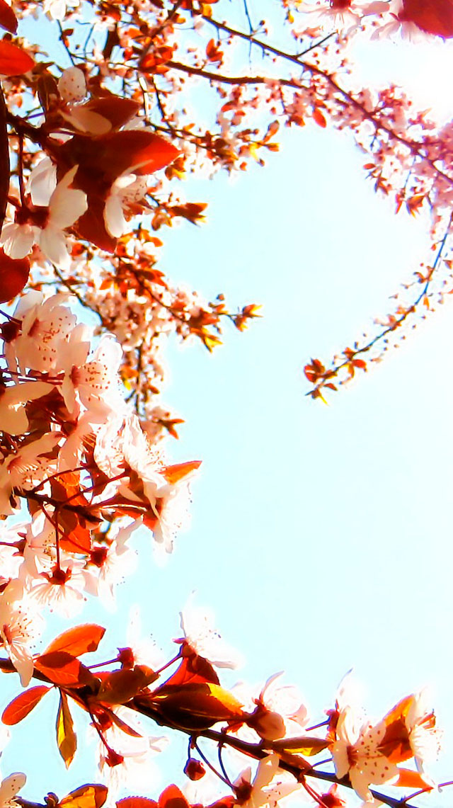 Cherry Blossoms iPhone 5s Wallpaper iPad