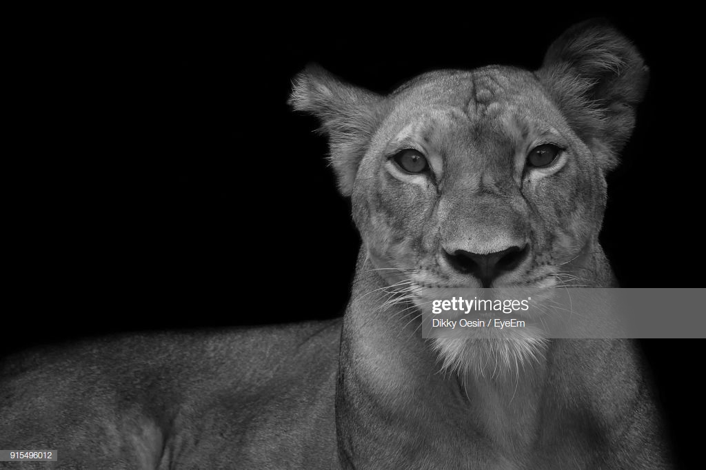 Closeup Portrait Of Lioness Against Black Background High Res