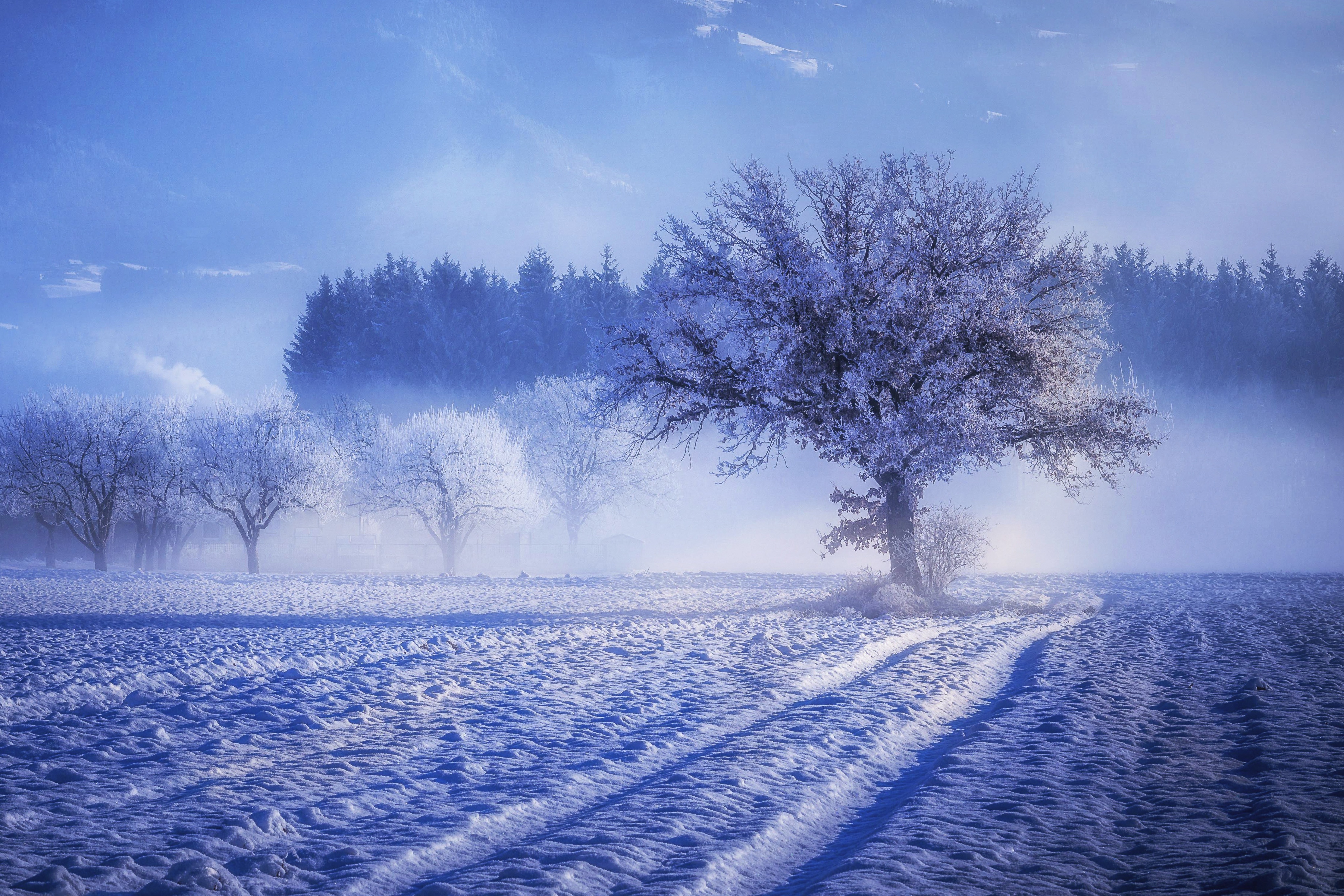 Trees Covered With Snow Fog Landscape Winter 4k Laptop Full Wallpaper