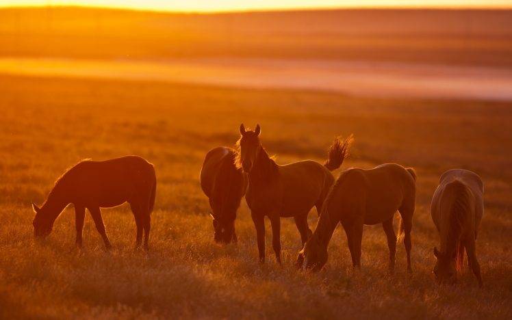 Horse Sunset Animals Sunlight Field Wallpaper HD