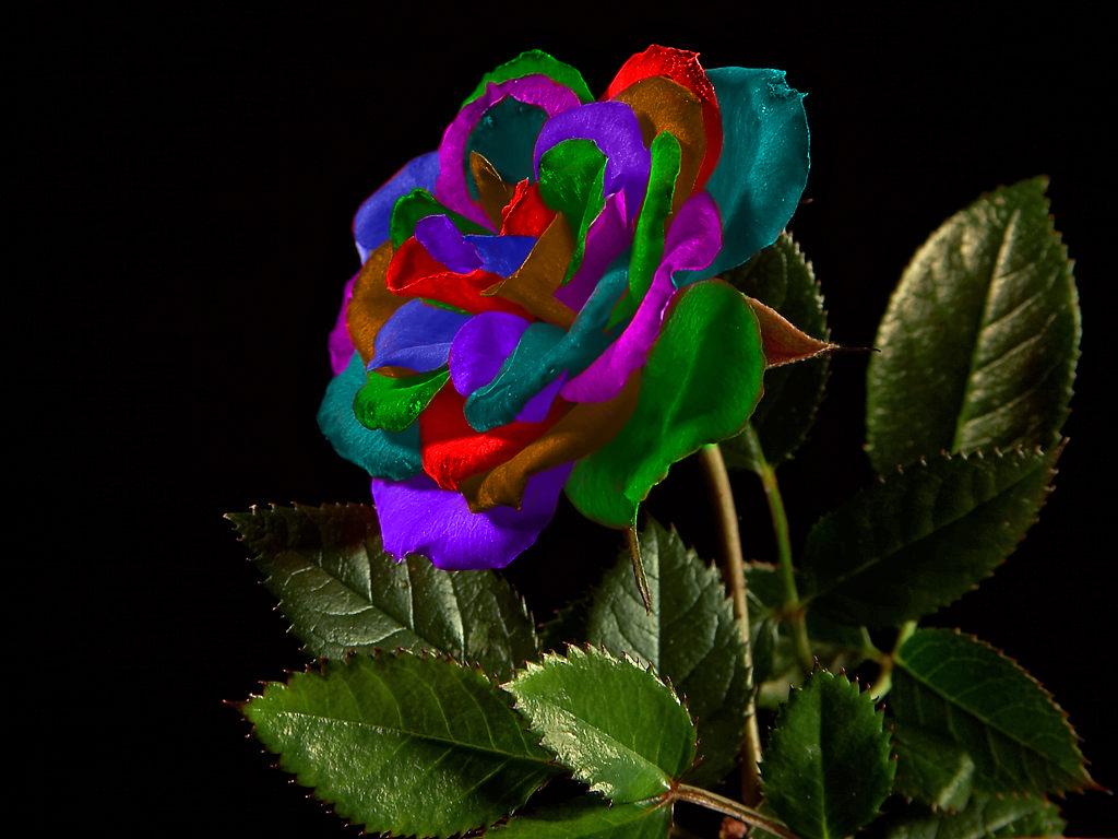 Colorful Rose Wallpaper Best HD