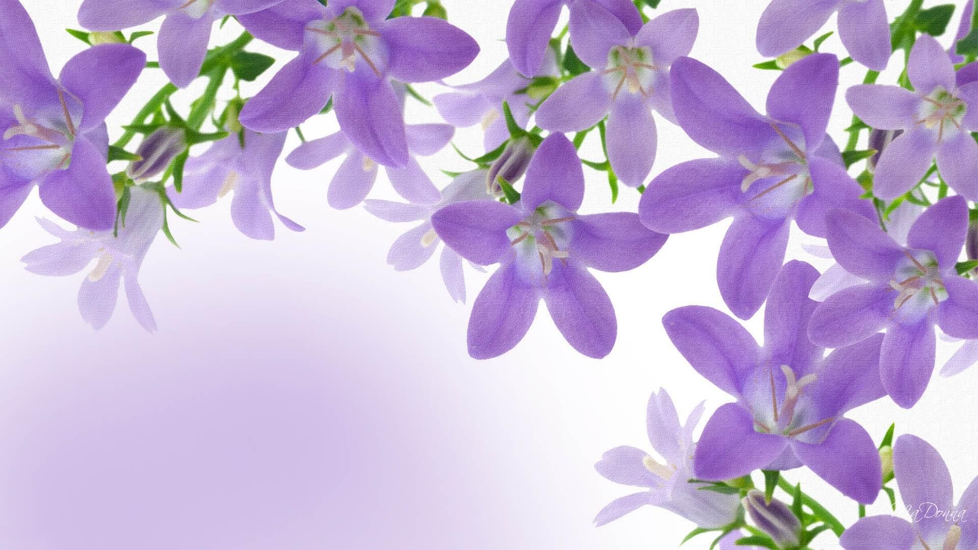 Lavender Desktop Wallpaper Flowers Picture