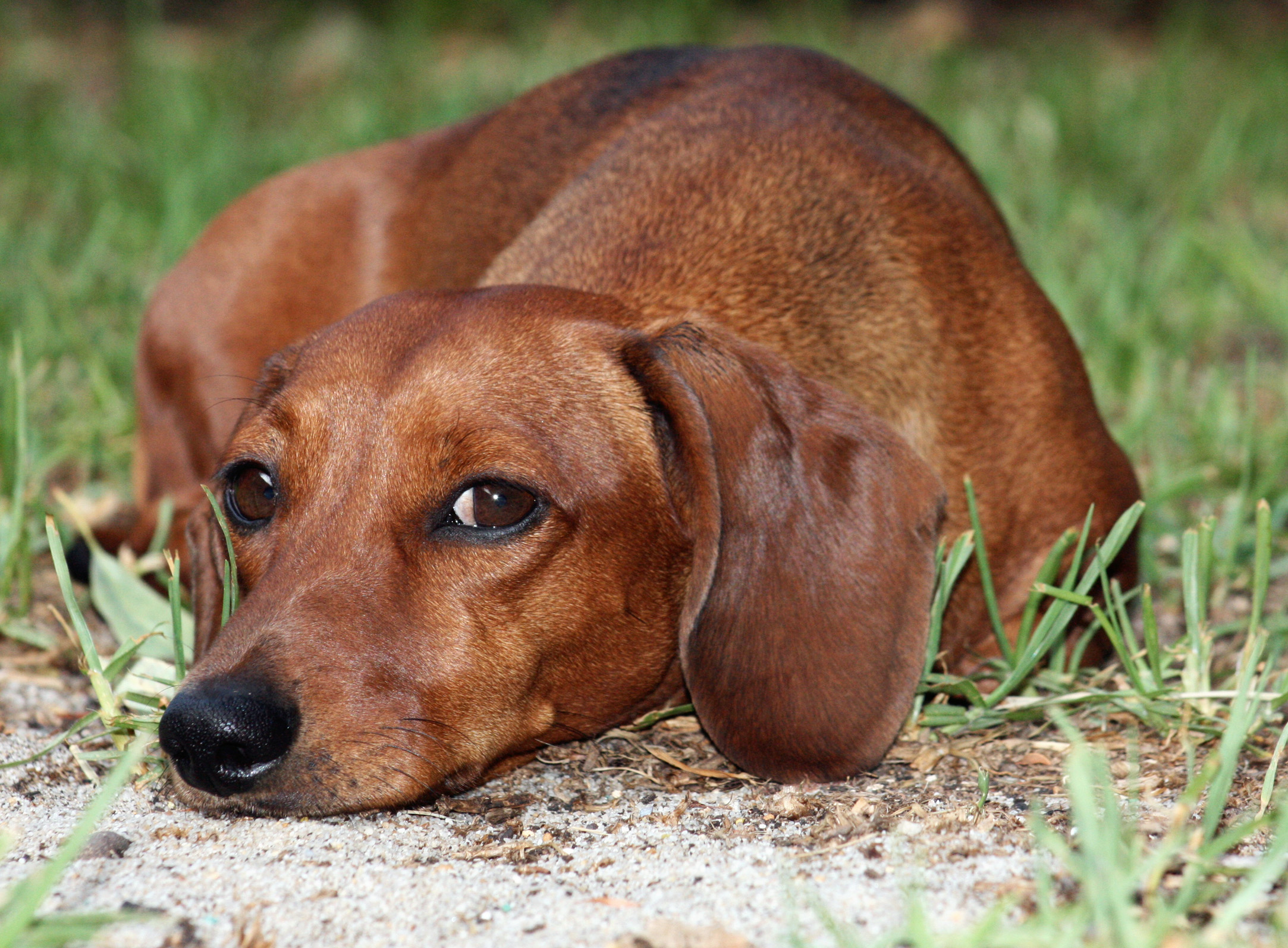 Wistful Dachshund Dog Photo And Wallpaper Beautiful