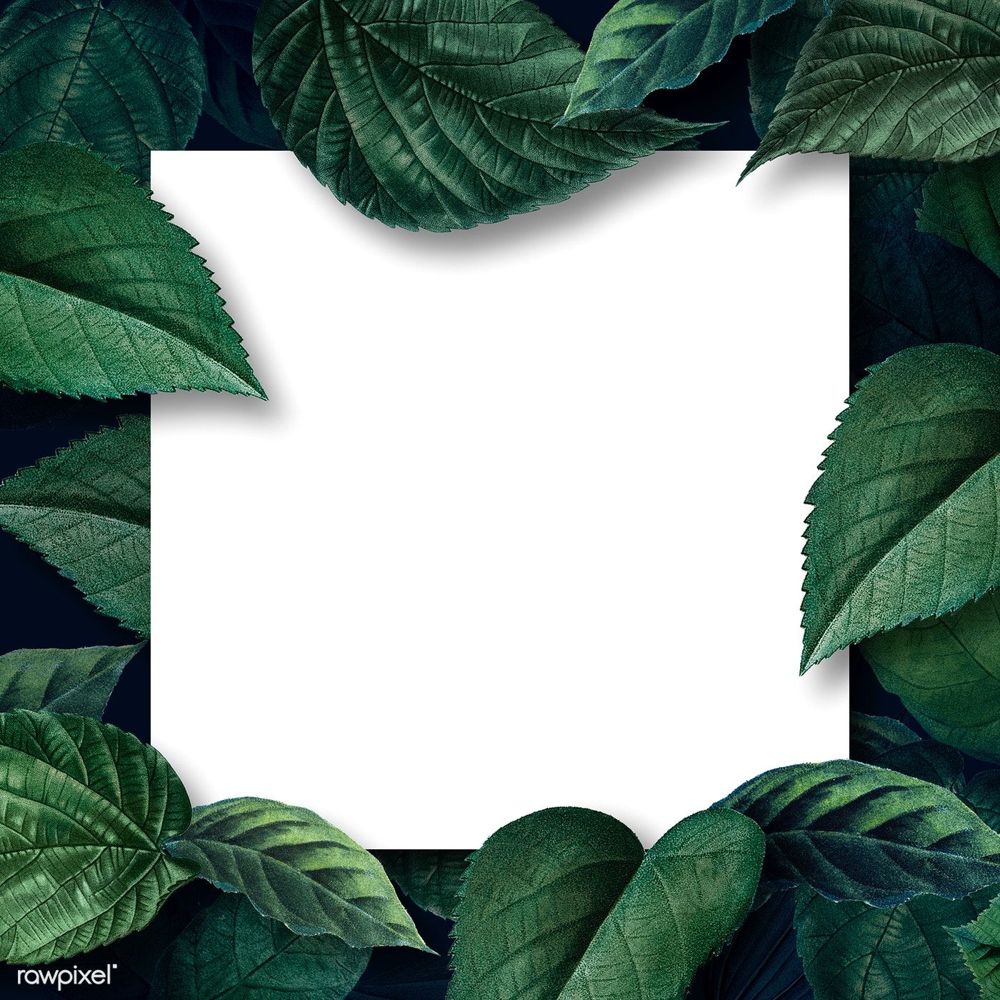 Premium Illustration Of White Square Poster On A Leafy