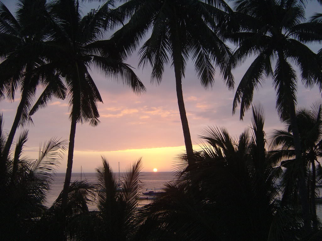 Palm Tree Wallpaper HD In Beach Imageci