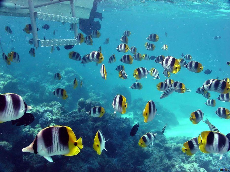 Blue Beach Fish Underwater Sea Wallpaper