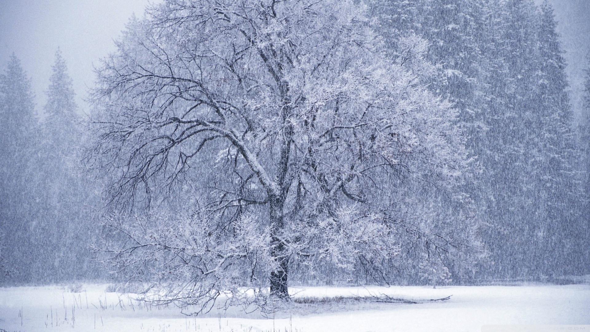 animated winter snow scene with snow falling on trees MEMES 1920x1080
