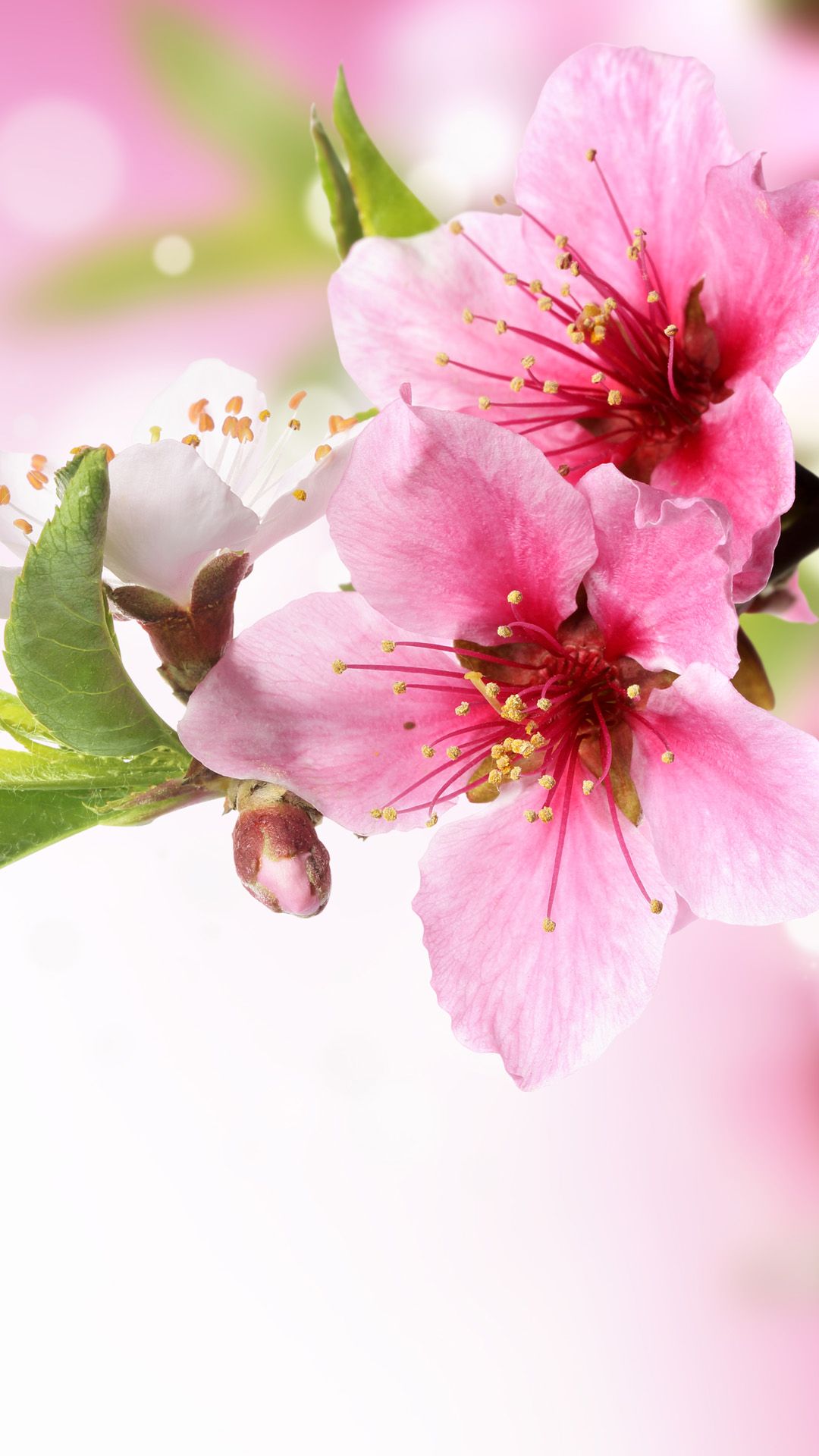 Spring Plum Blossom Branch Macro iPhone Wallpaper