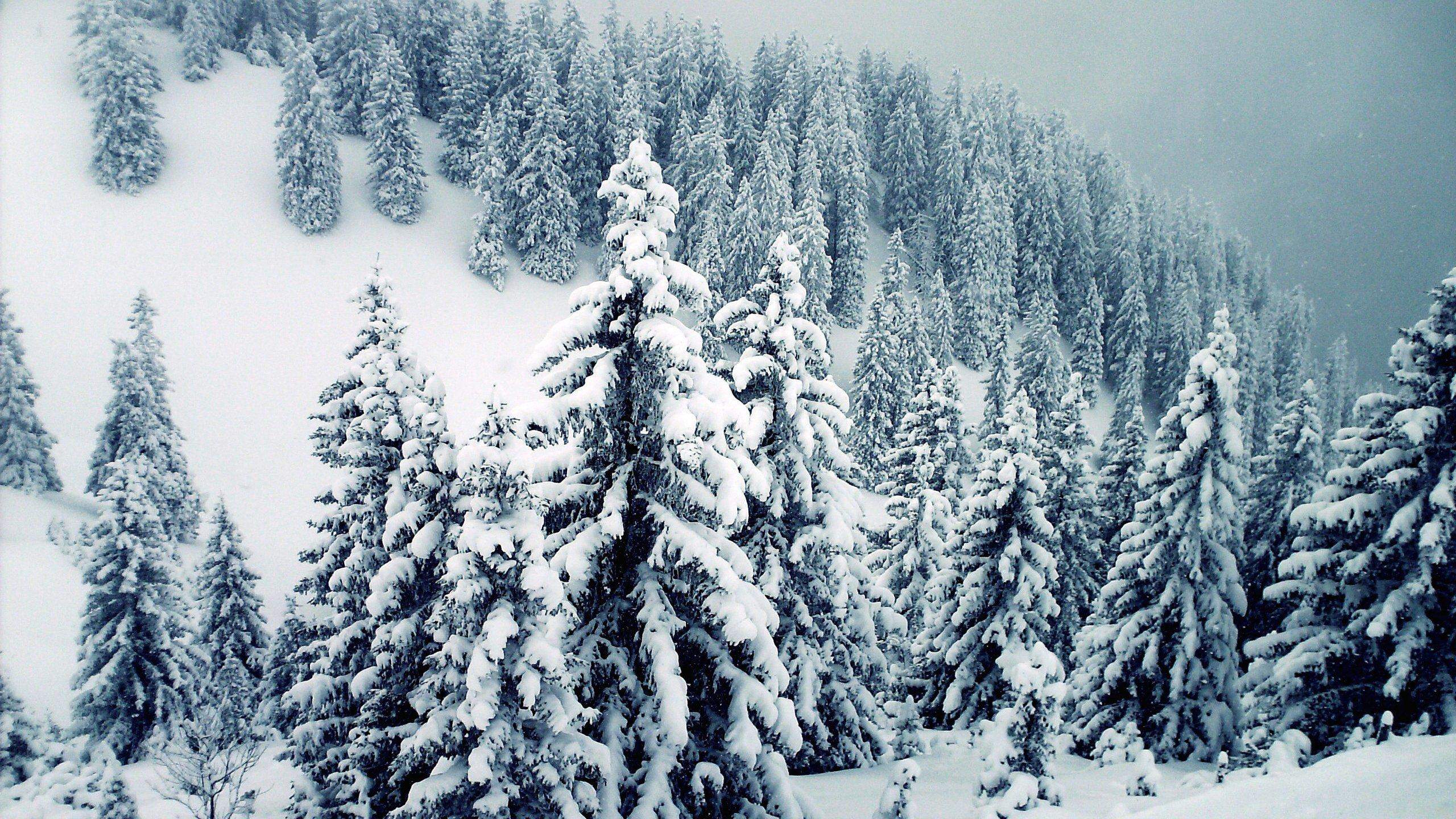 Snow Wallpaper Winter Trees