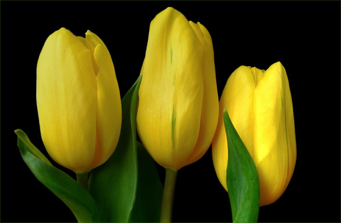 Yellow Tulips Wallpaper HD Desktopinhq