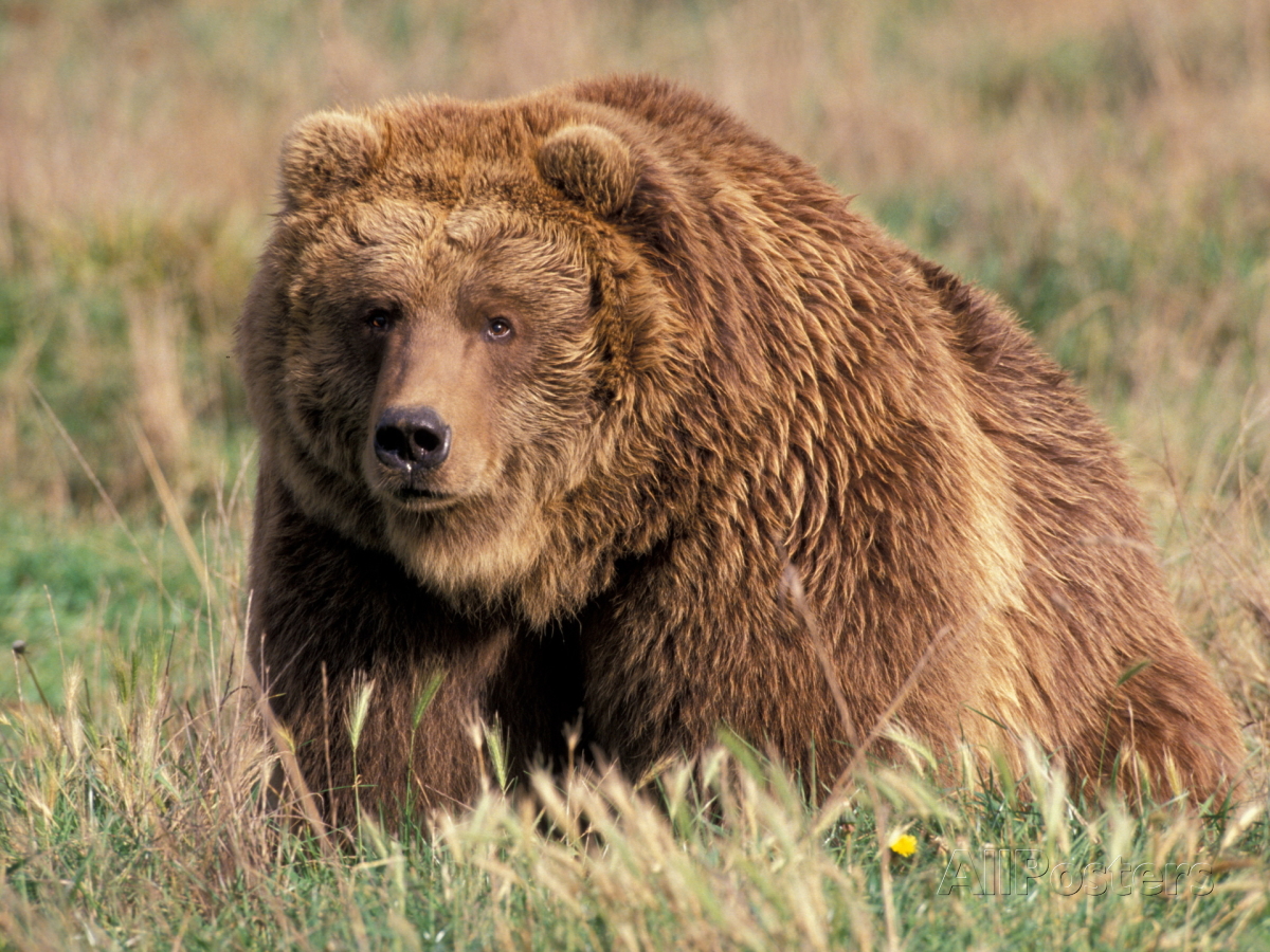 Grizzly Or Brown Bear Kodiak Island Alaska Usa Photographic Print