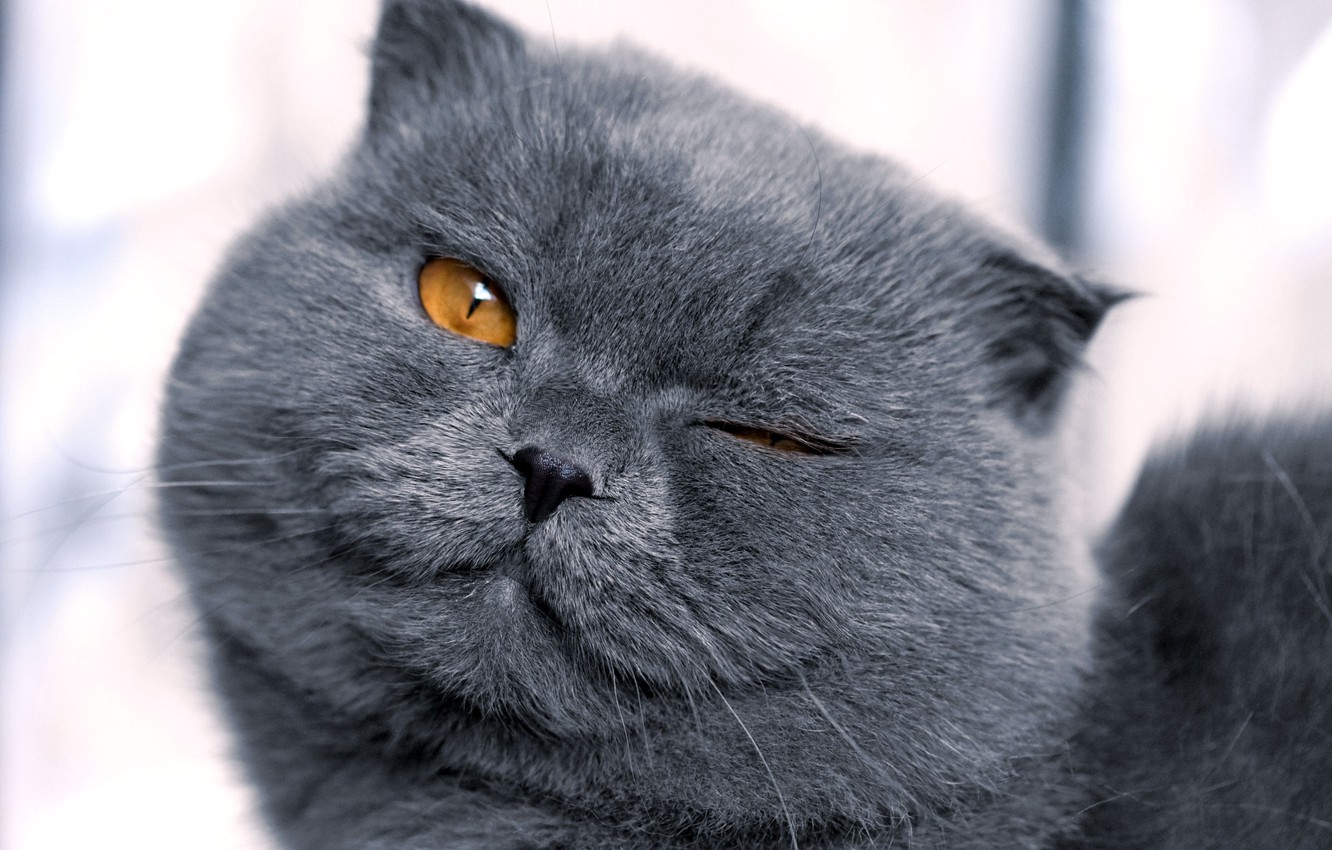 Wallpaper Cat Grey Squint Brazen Image For Desktop Section