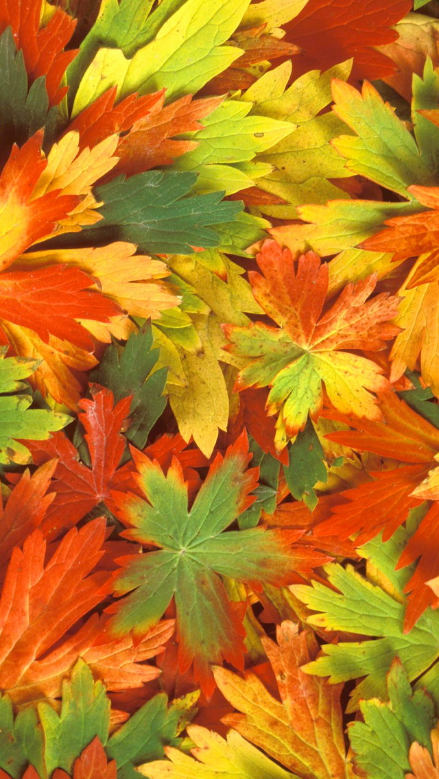 Fall Leaves iPhone Wallpaper HD