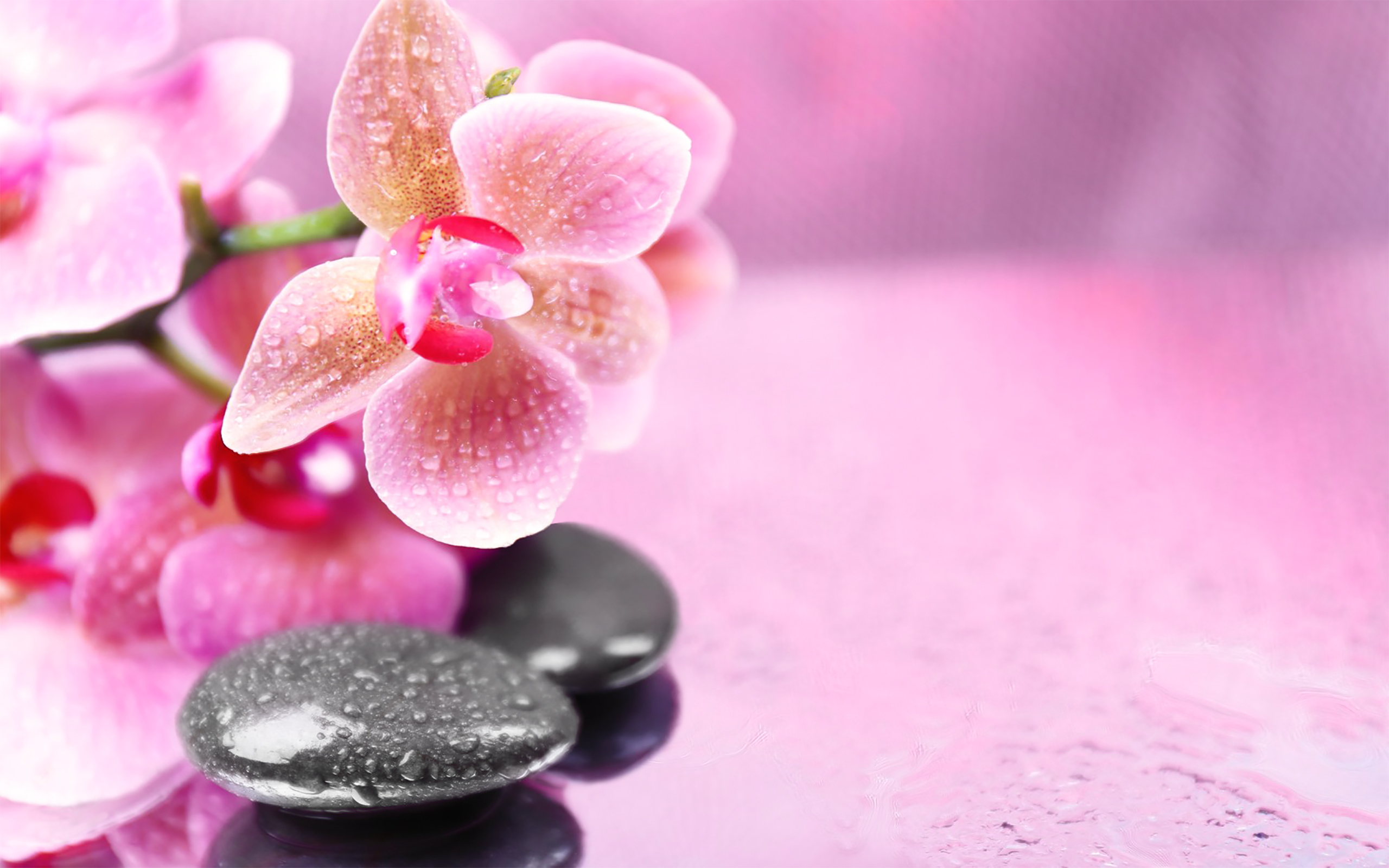 Pink Orchids Background Gallery Yopriceville High Quality