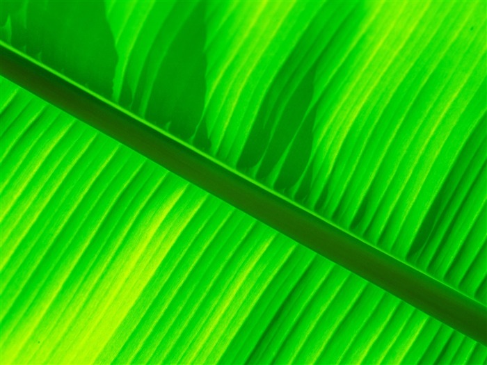 Green banana leaf wallpaper Wallpapers View 10wallpapercom