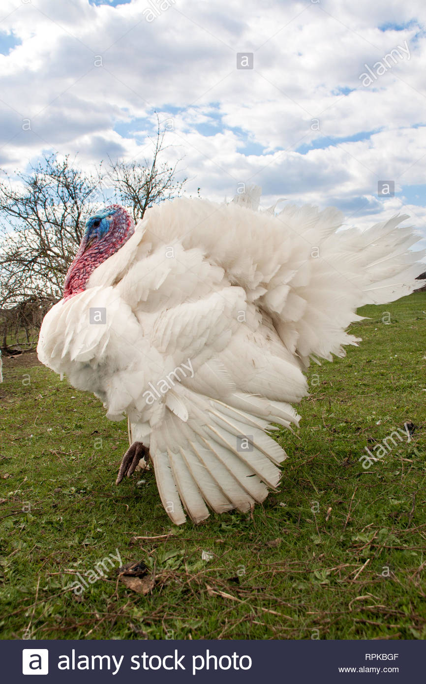 White Turkey Male Or Gobbler Closeup On The Blue Sky Background