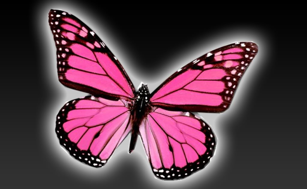 Hot Pink Butterfly Wallpaper Butterflies Pixel Desktop