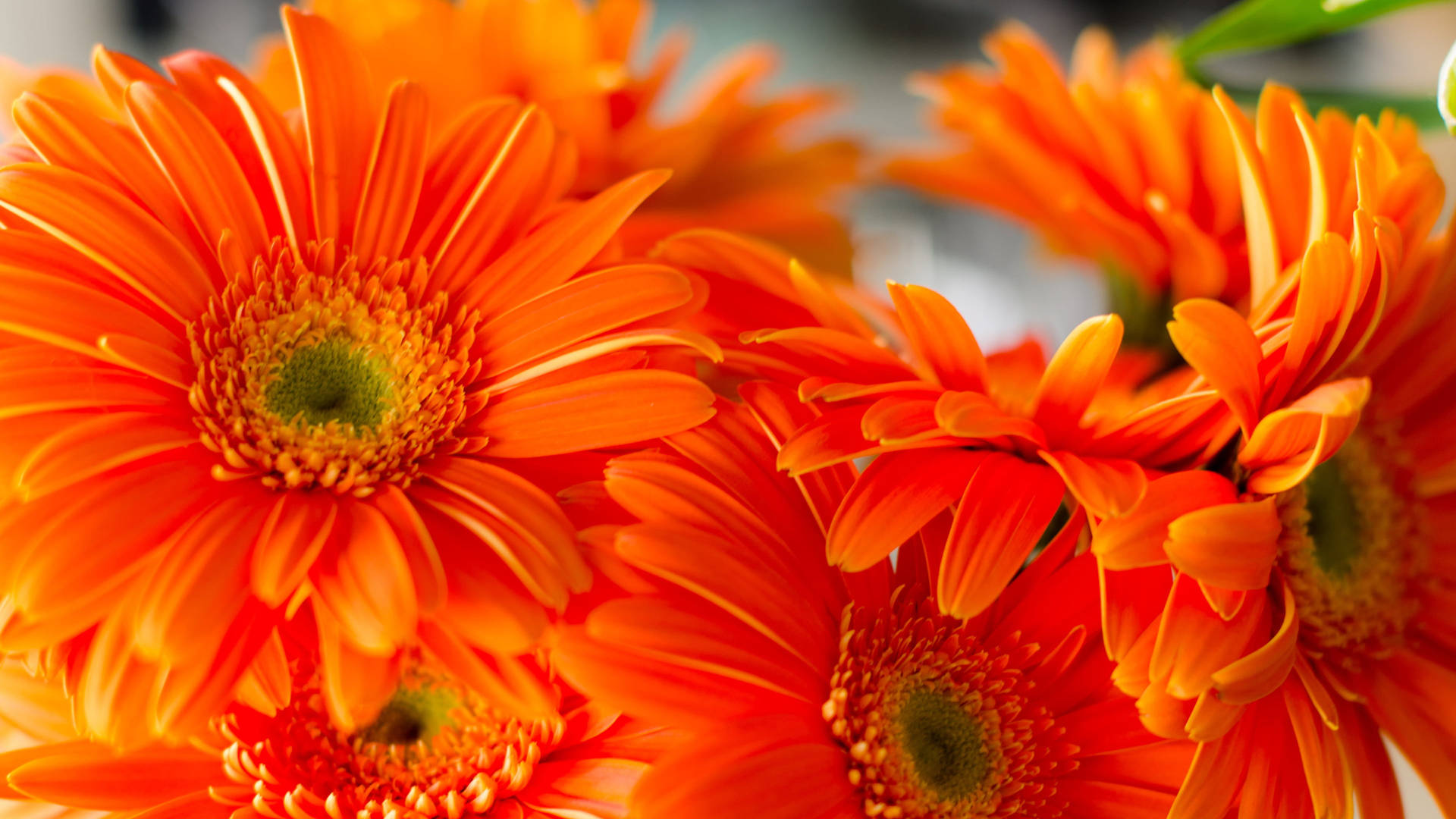Daisy Aesthetic Wallpaper