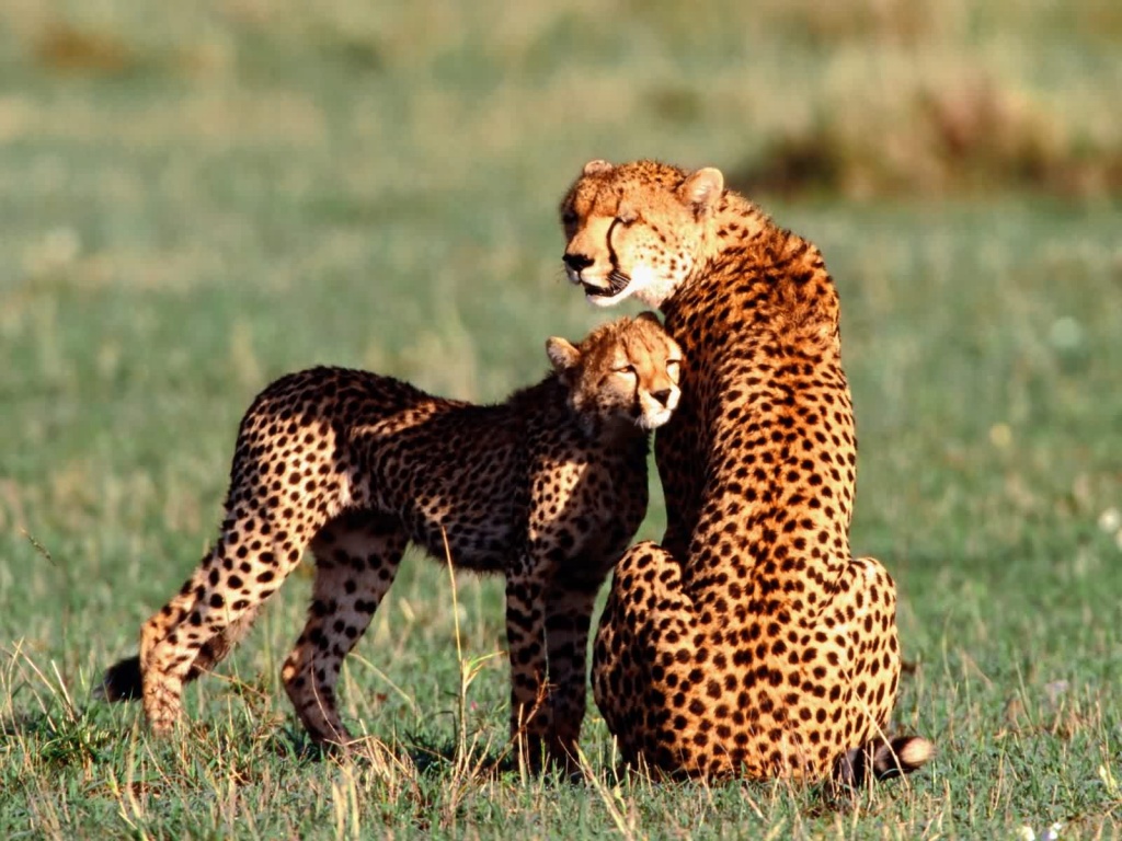 Animal Cheetah Wallpaper S Image