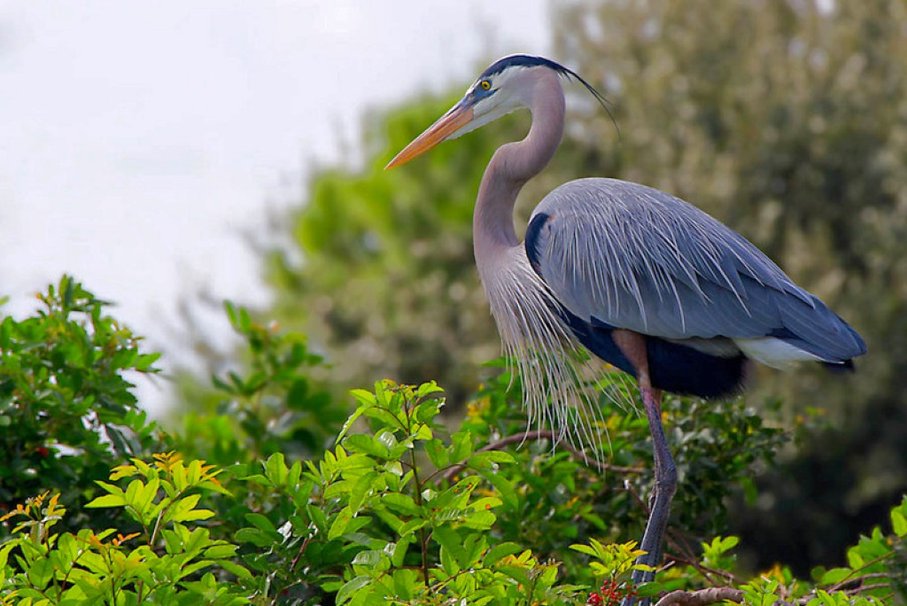 gara azul grande Vetor   ForWallpapercom 907x606