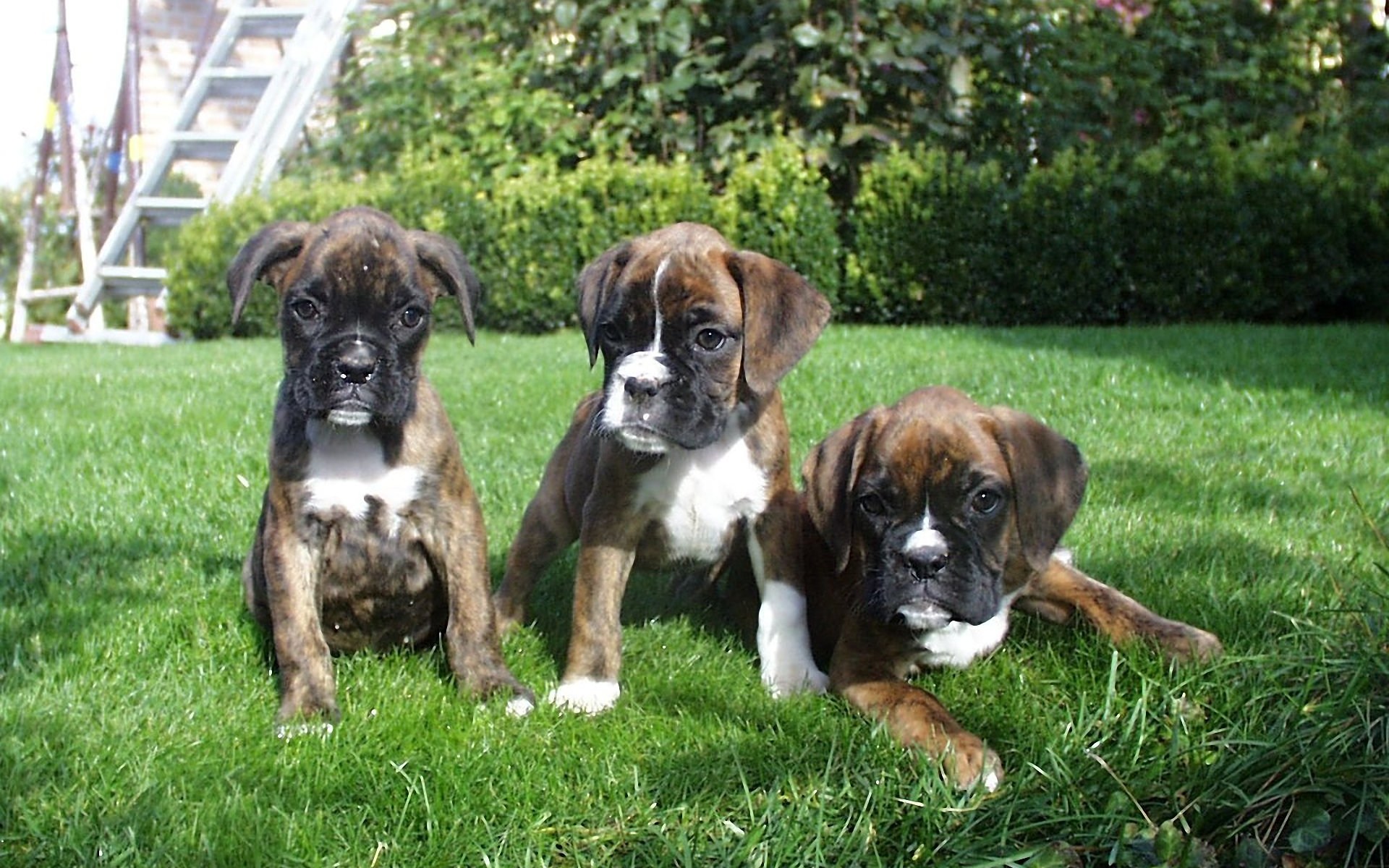 Dog Wallpaper In High Definitions