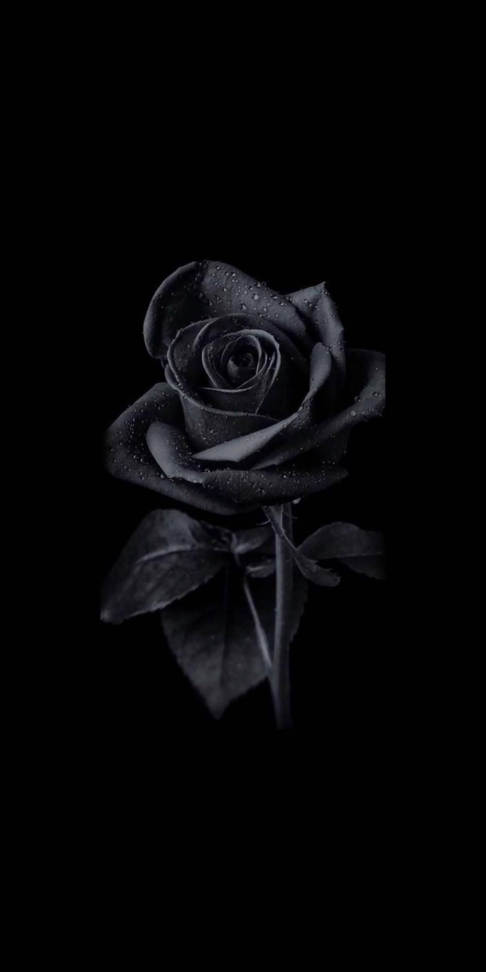 Black Rose iPhone Wallpaper