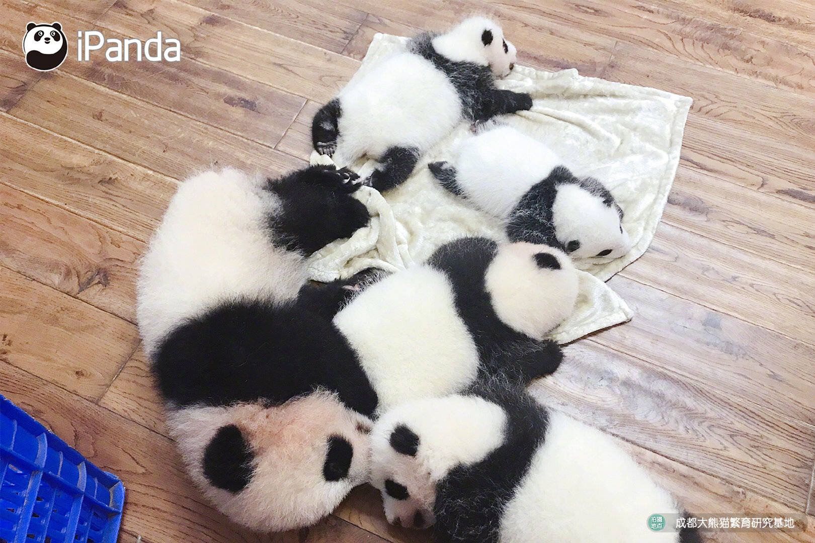 Mastermind On Baby Panda Animals And