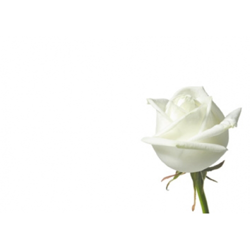  Cards No Message White Rose White Background Pack of 6