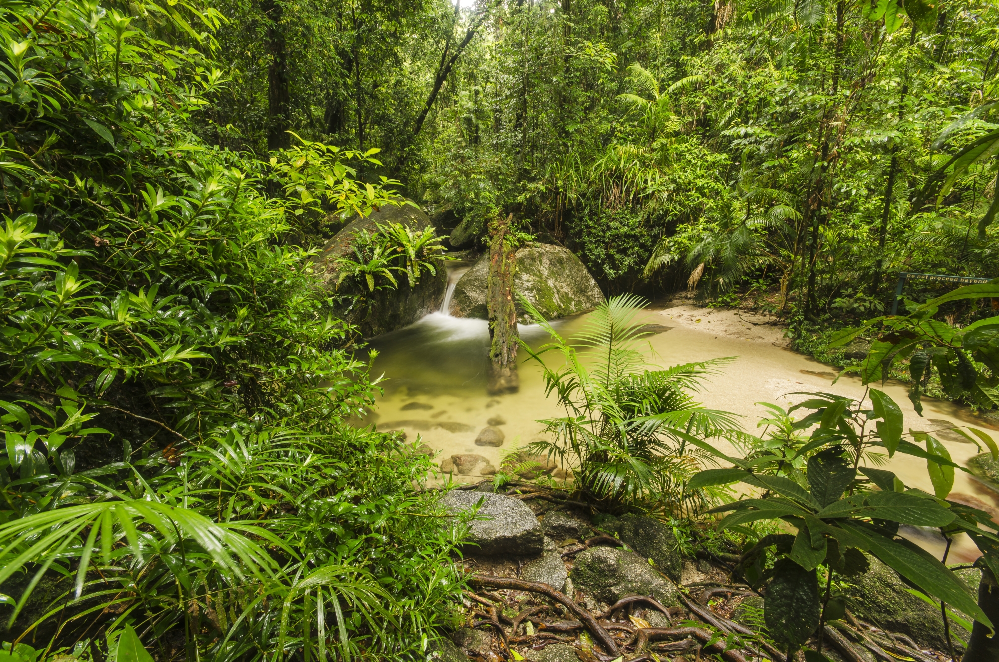 Dense Tropical Forest Wallpaper And Image Pictures