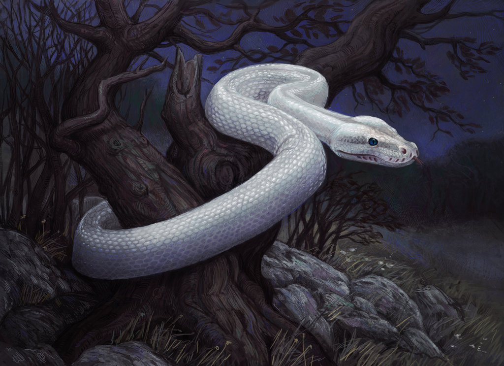 Hq HD 3d White Snake Wallpaper