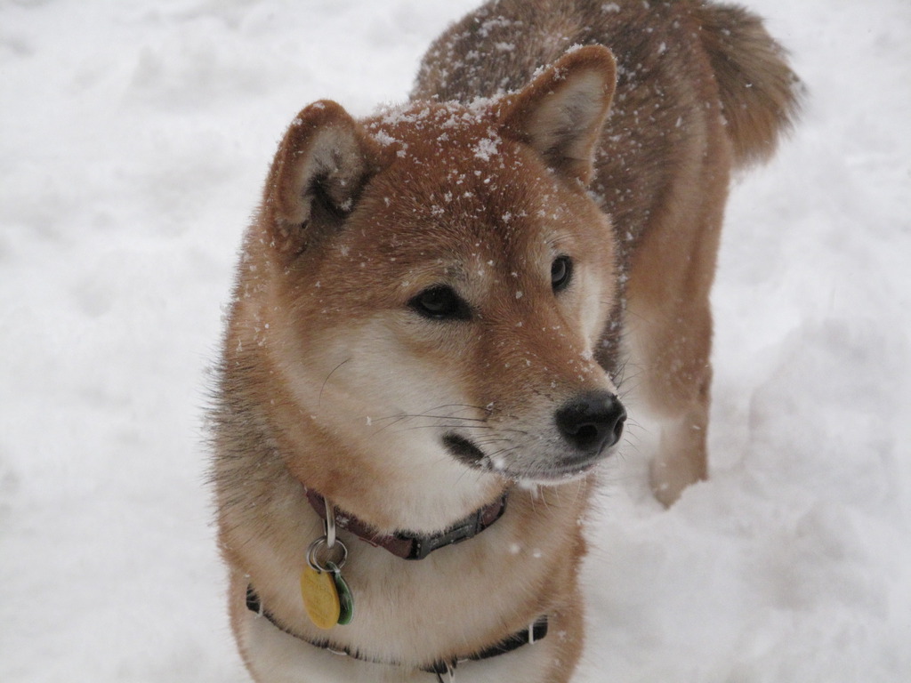 Winter Shiba Inu Dog Photo HD Wallpaper Res
