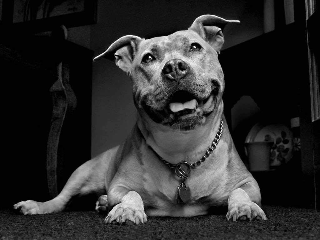 [43+] Pitbull Dog Wallpaper HD on WallpaperSafari