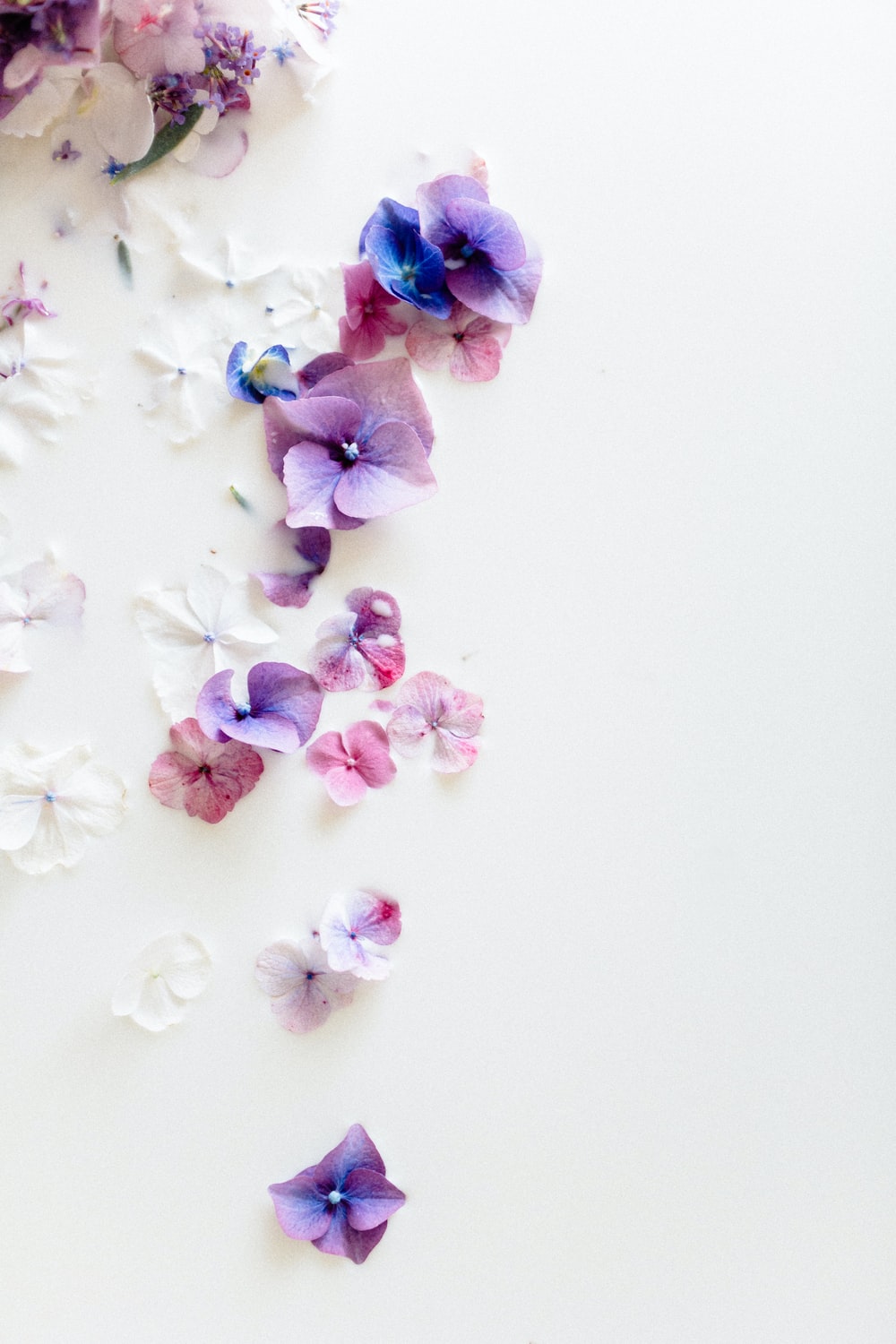 White And Purple Flower Petals Photo Image